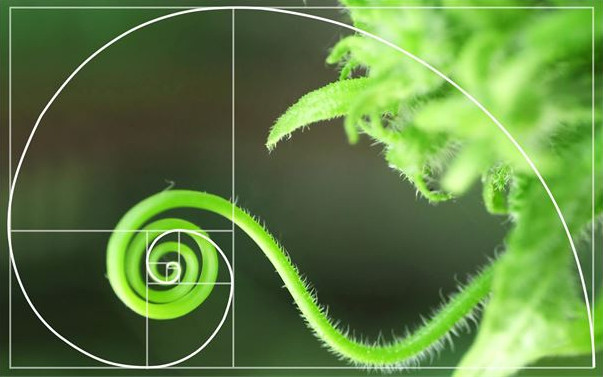 fibonacci series nature
